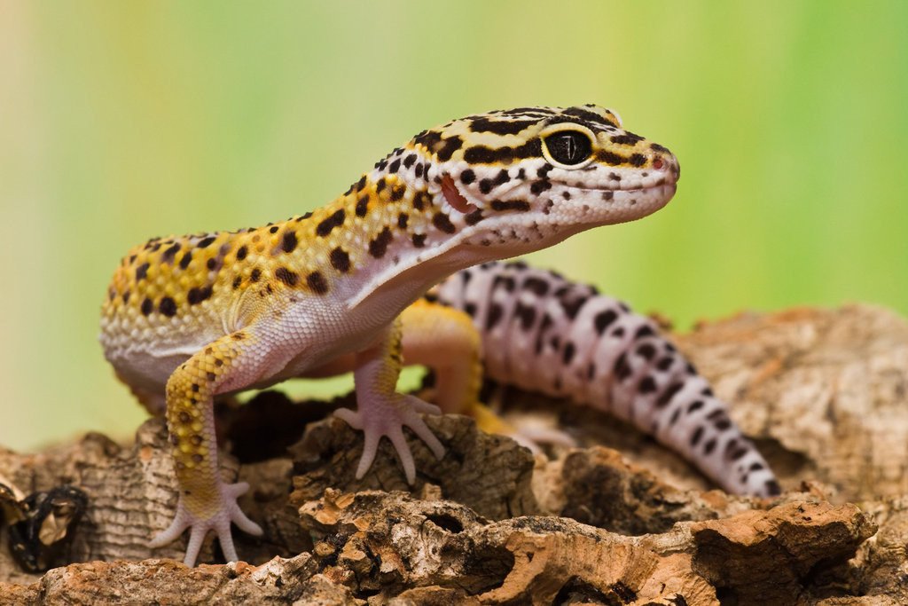 Leopard Geckos