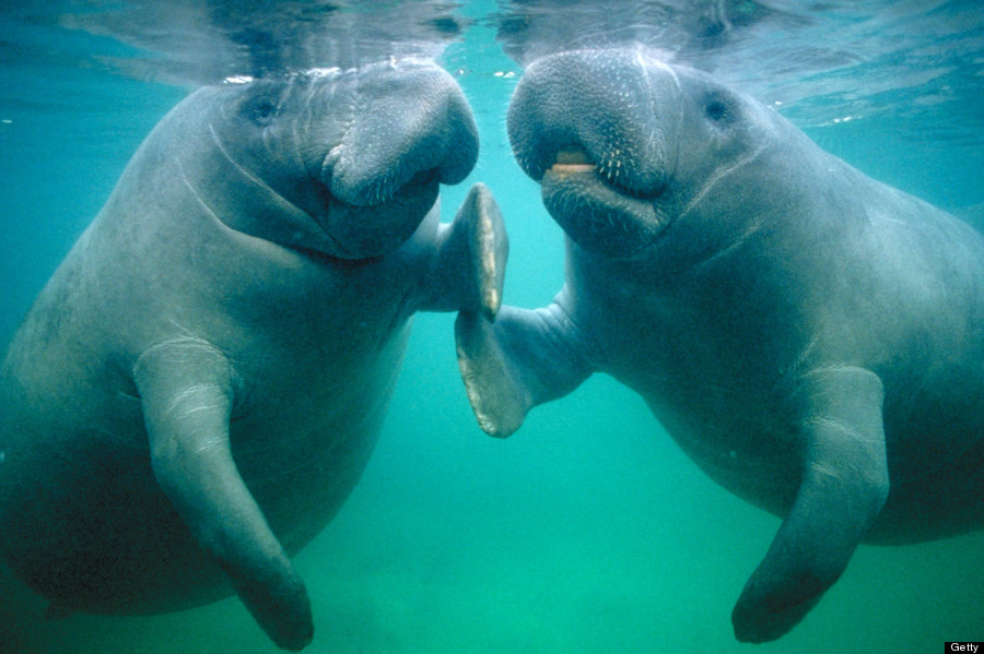 Manatee pair