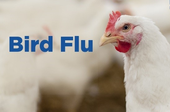 H5N1: The Bird Flu