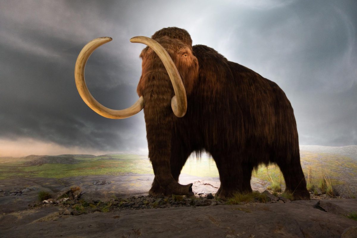 Photo via https://upload.wikimedia.org/wikipedia/commons/9/9c/Woolly_mammoth_model_Royal_BC_Museum_in_Victoria.jpg under the Creative Commons License
