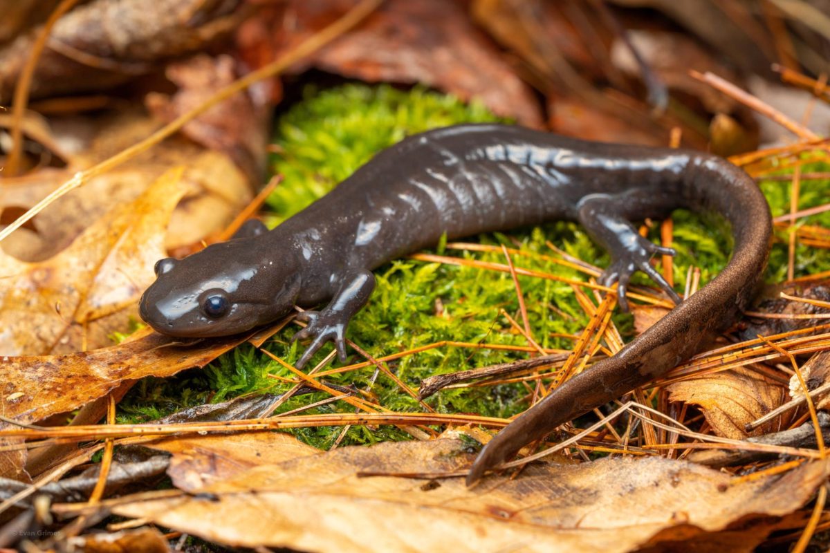 Photo via https://upload.wikimedia.org/wikipedia/commons/3/3d/Ambystoma_jeffersonianum_184652332.jpg under the Creative Commons License
