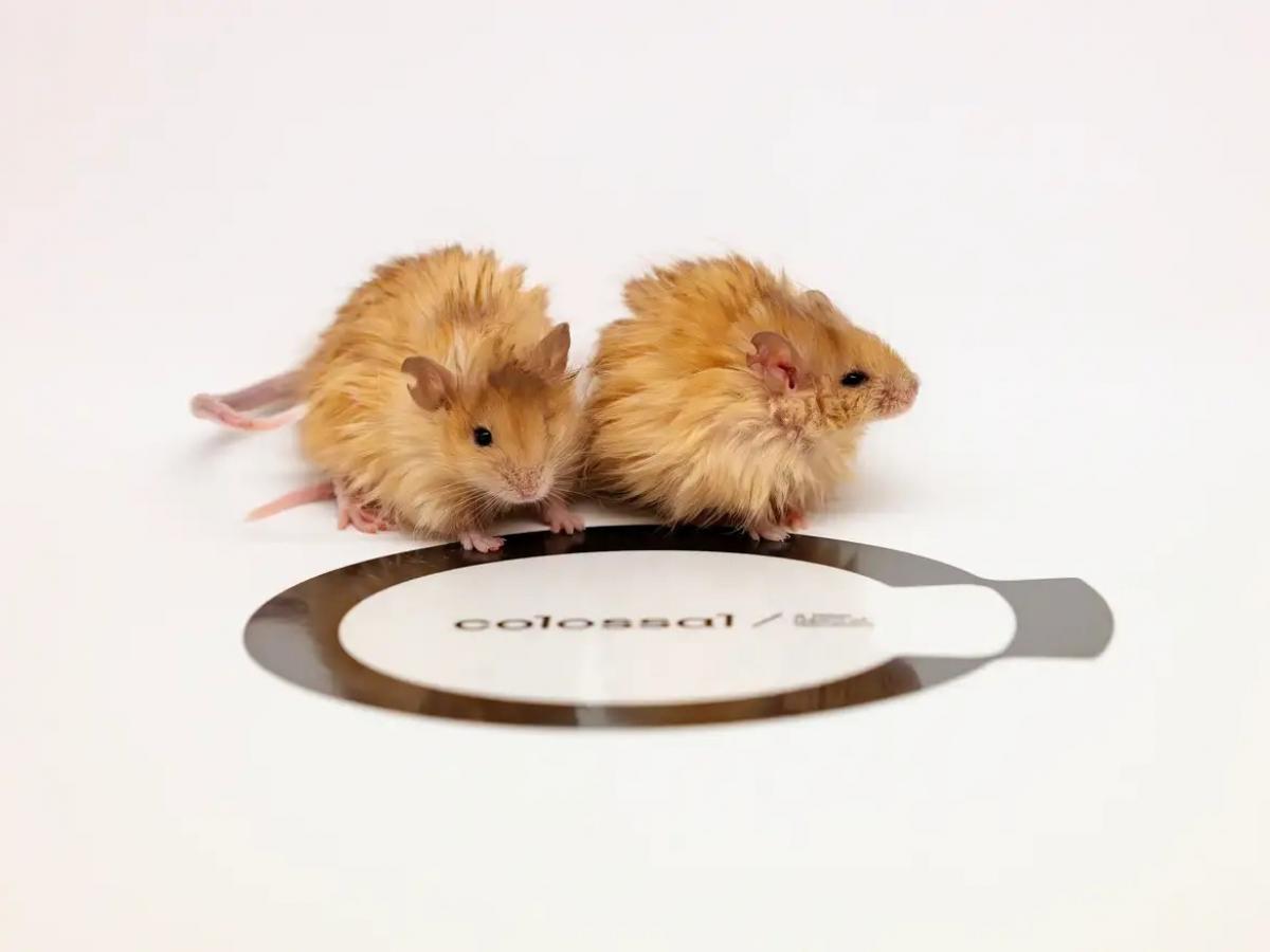 Photo via https://www.newsinfo.ru/image/preview/article/1/9/6/857196_amp.jpeg under the Creative Commons License
