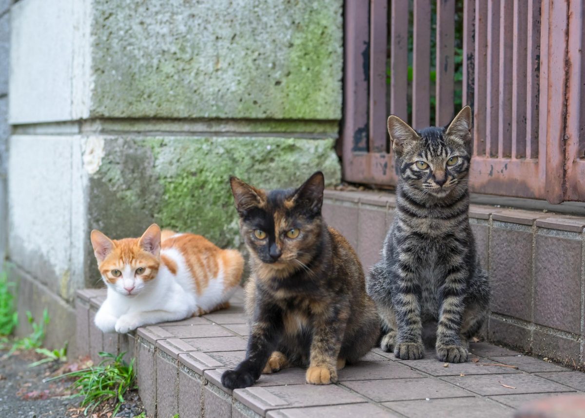 Photo via https://commons.wikimedia.org/wiki/File:Three_stray_cats_in_Japan_street,_August_2014.jpg  under the Creative Commons License
