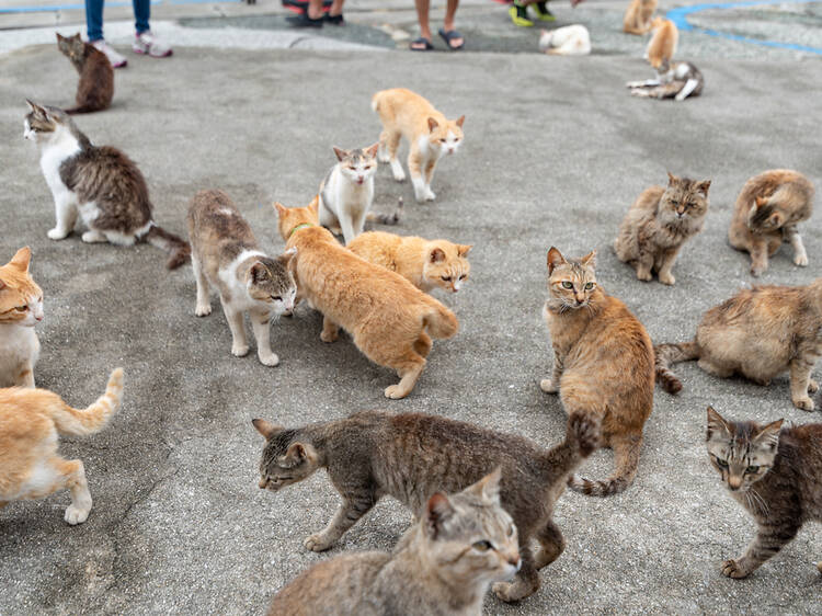 Cats are roaming the streets