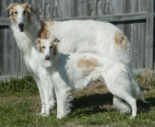 Photo via https://upload.wikimedia.org/wikipedia/commons/f/fb/Silken_Windhound_and_Borzoi_%28Kal_tyler%29.jpg under the Creative Commons License
